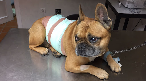 Clínica Veterinaria Jungle Vets