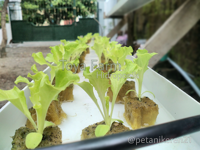 Photos of Toya Farm Hidroponik