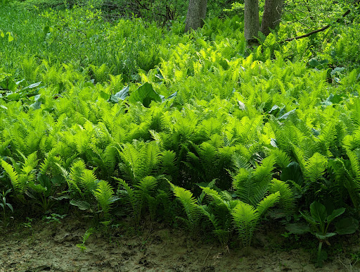 Lampson Reservoir Park - Thumbnail