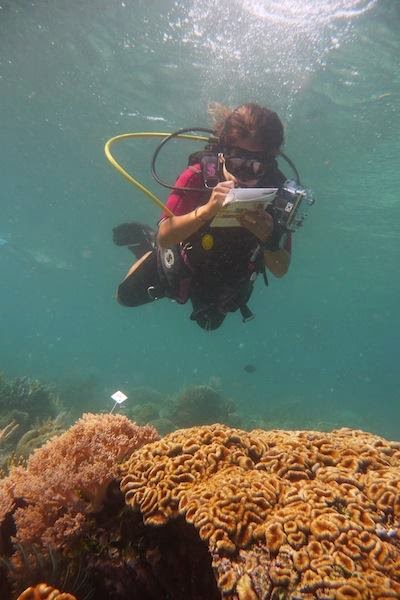 Photos of Coral Eye