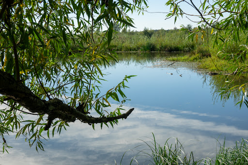 Koningssteen