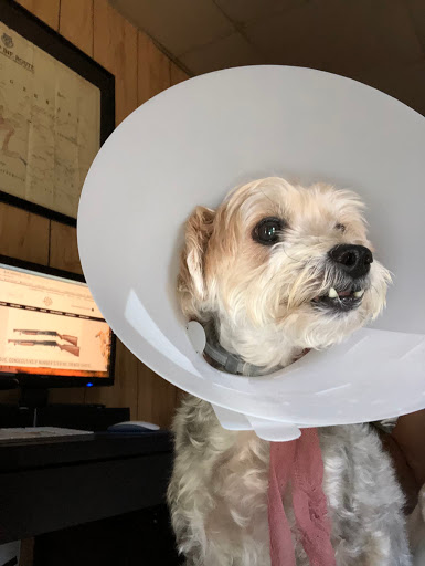Old Forge Animal Hospital - Thumbnail