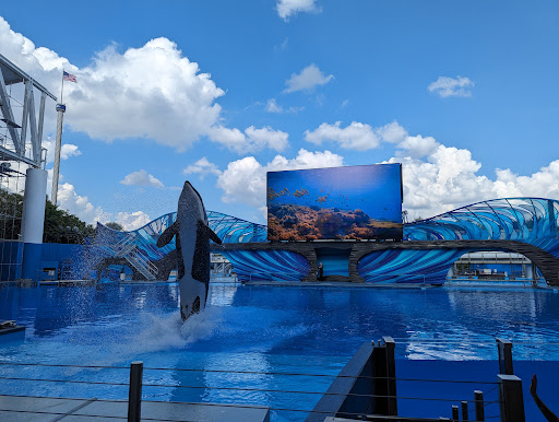 Orca Encounter - Visual