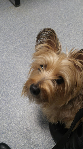 VCA Lloyd Animal Hospital - Thumbnail