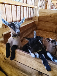 Photo n°6 de L'évadée belle à Condes (Fromagerie)