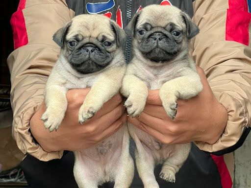 Pug puppy Available post image