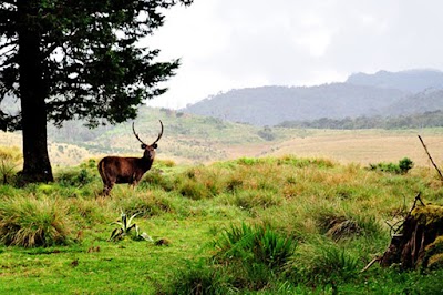 Photos of Holiday Sri Lanka Tours