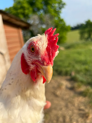 FarmerSown Market LLC at Parker Family Farmstead - Thumbnail