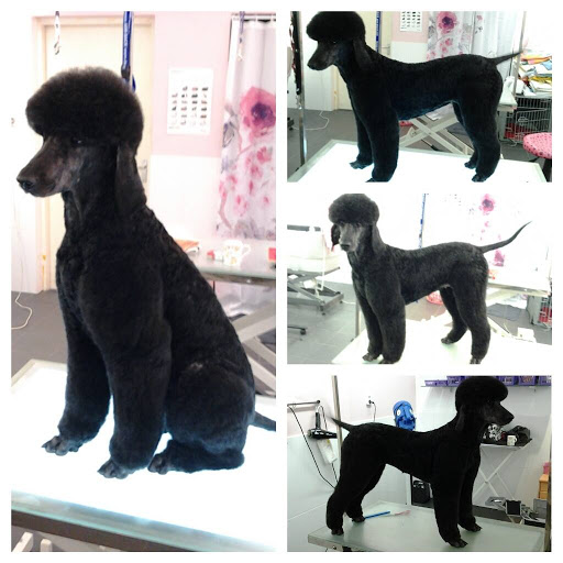 Louise's Doggycare & Trimsalon - Thumbnail