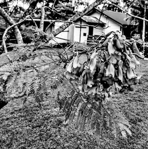 Beenleigh Corps - Thumbnail