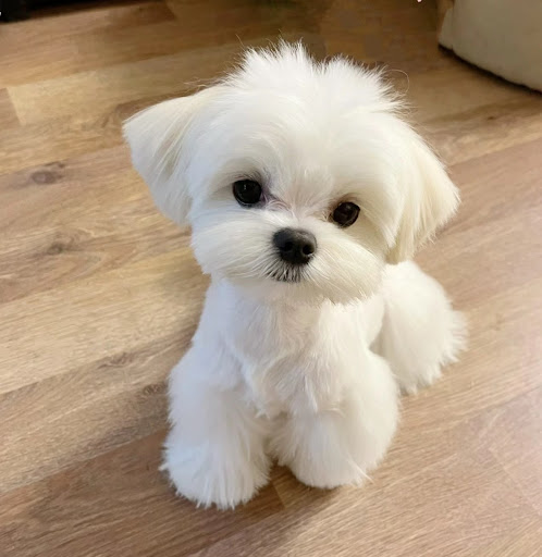 Mon Joli Chien - United Kingdom