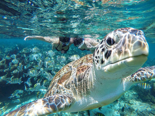 Boat Rental Playa del Carmen®