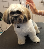 TOUTOUNET Toilettage à Pont-Saint-Esprit