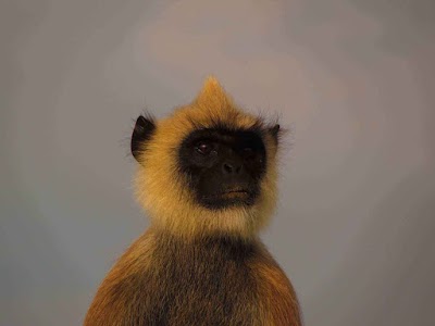 Photos of Ceylon Safari
