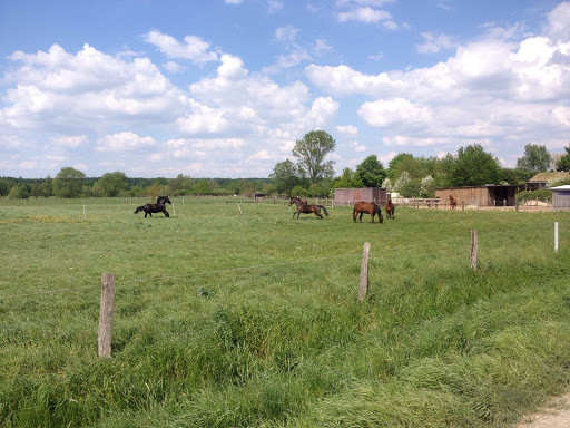 Crazy Horseland - Thumbnail