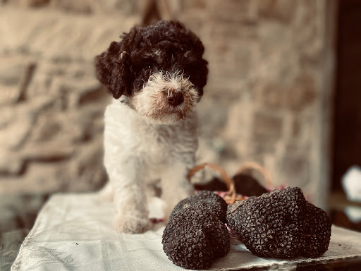 ALLEVAMENTO del cane da Tartufo LAGOTTO Romagnolo Cacao Meravigliao del Dott. Capogrosso Dario - Thumbnail