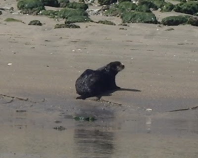 Photos of Monterey Bay Kayaks - Elkhorn Slough at Moss Landing