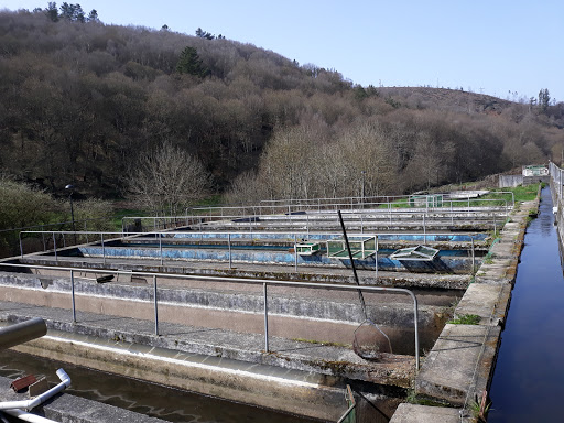 Piscifactoria - Visual