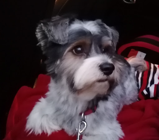 Daniel's Hundesalon - Thumbnail