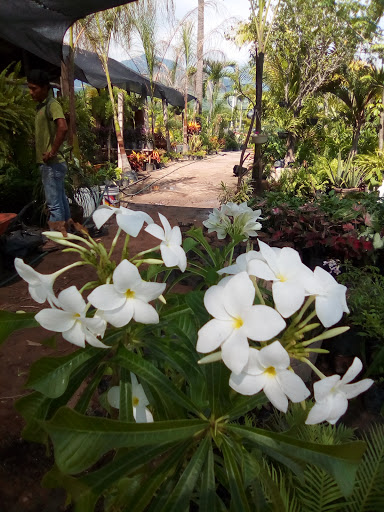 Vivero Martinez