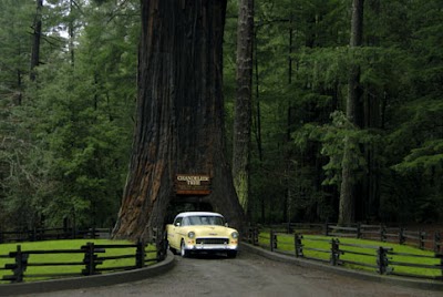 Drive-Thru Tree Park