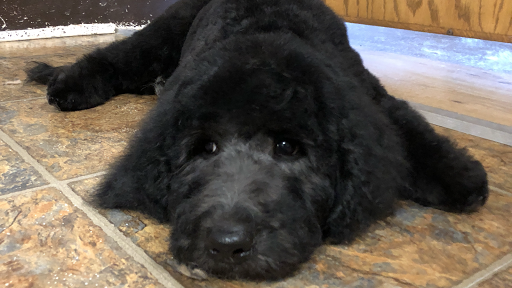 Portland Avenue Grooming LLC