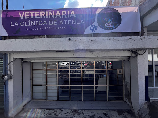 Veterinaria La Clínica de Atenea