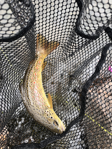 Golden Fly Shop - Thumbnail