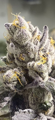 Photo of Montana Advanced Caregivers Dispensary