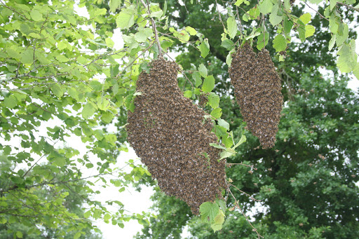 Photo de LSR HABITAT .Specialiste du traitement de Toiture Demoussage sans javel et hydrofuge de façade sur l' Aquitaine (33,40,24,47) à Salles (33770)