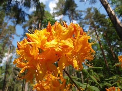 Photos of Priekuļu Saules parks