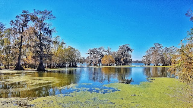 Cajun Country Swamp Tours
