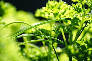 Photo n°1 de Anaïs Lala Nutritionniste D.E à Paris (Naturopathe)