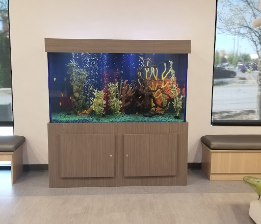 Fish Guys - Visual