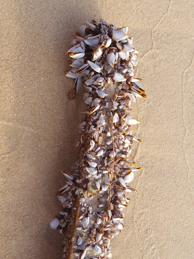 Photos of Lazy Beach