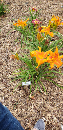 Deb's Daylilies - Thumbnail