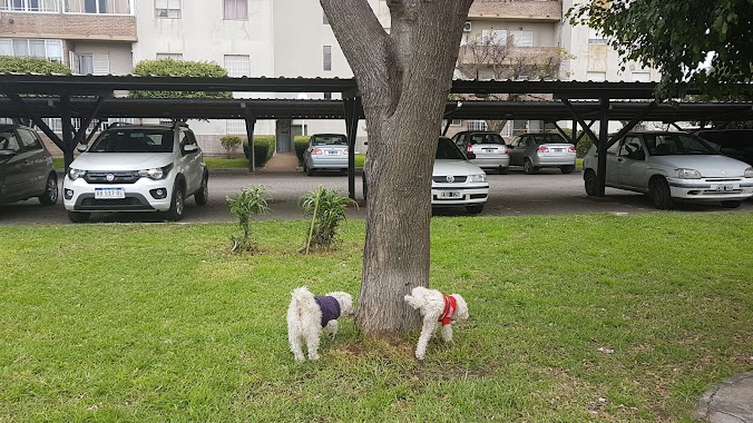 mmzy, Author: veronica caracciolo