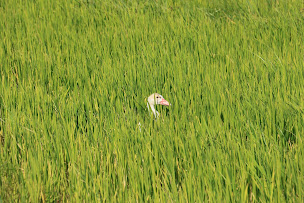 Photo n°1 de Canard des Rizières à Arles (Magasin d'alimentation bio)