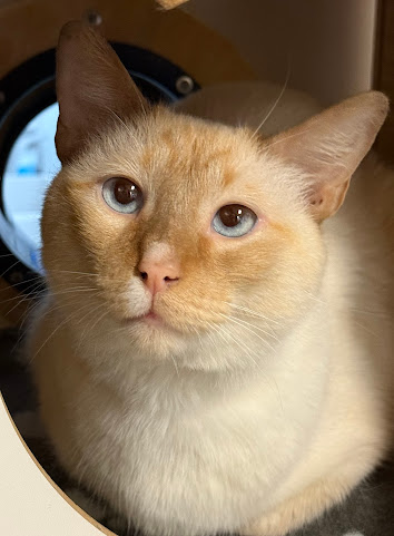 Kitty Cat Cafe and Adoption Lounge Inc by null