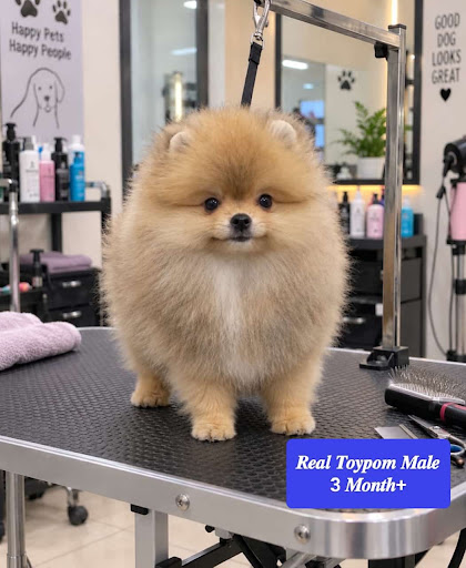 Real toy pom-puppy-available-in-kk pet shop-lucknow. post image