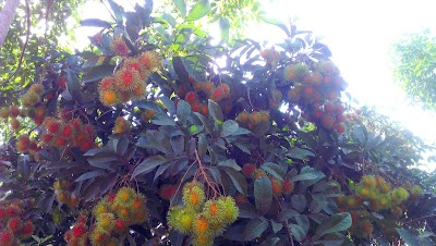 Photos of Natural Fruit Shop