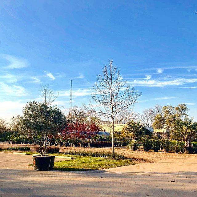Austin Plant Supply