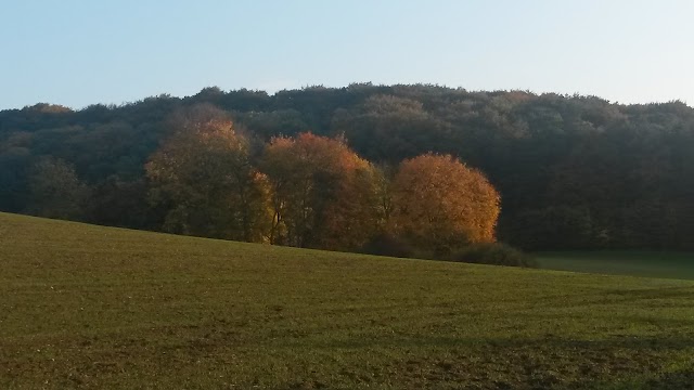 Weltnaturerbe Buchenwald Grumsin e.V.