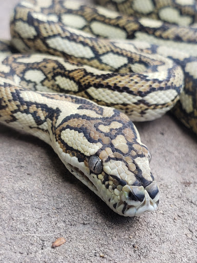 Earle's Exotics - Thumbnail