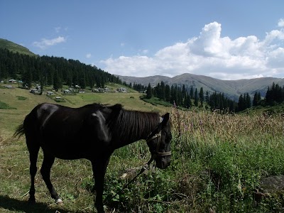 Gölyanı Yaylası