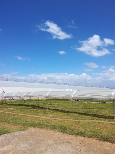 Photos of Bliss Flora Ltd