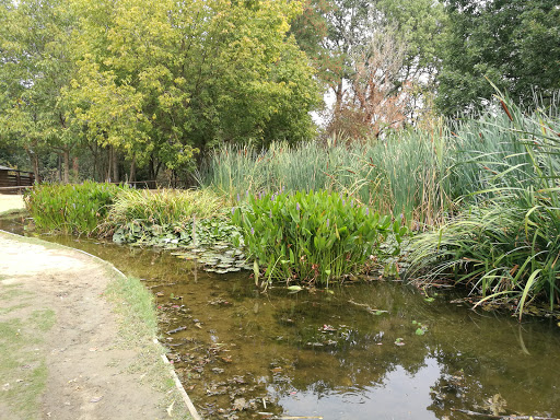 Stagno rane e piante acquatiche