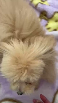 ペットカンパニー パイン