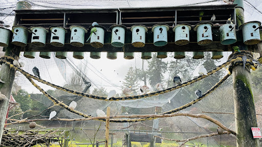 Virginia Lake Aviary - Thumbnail