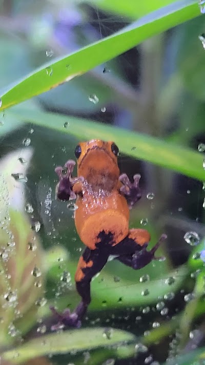 Steinhart Aquarium